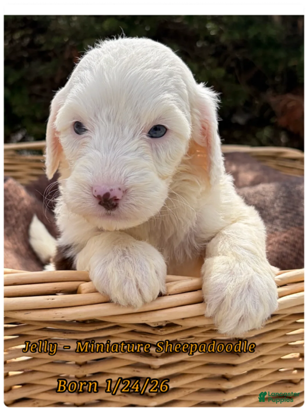 Sheepadoodle dogs for sale: Jelly - Ad 1