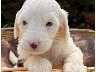 Sheepadoodle dogs Jelly - Ad 23