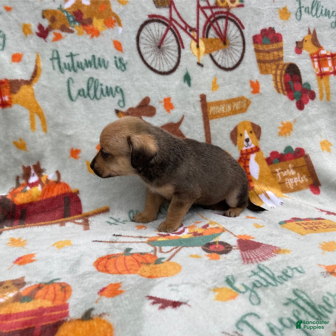 Chihuahua dogs for sale: Brody - Ad 6