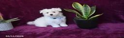 Maltese dogs for sale: Jaylon - Ad 10