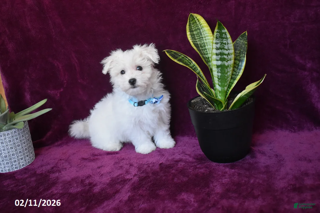 Maltese dogs for sale: Jaylon - Ad 10