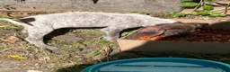 German Shorthaired Pointer dogs for sale: Casey - Ad 4