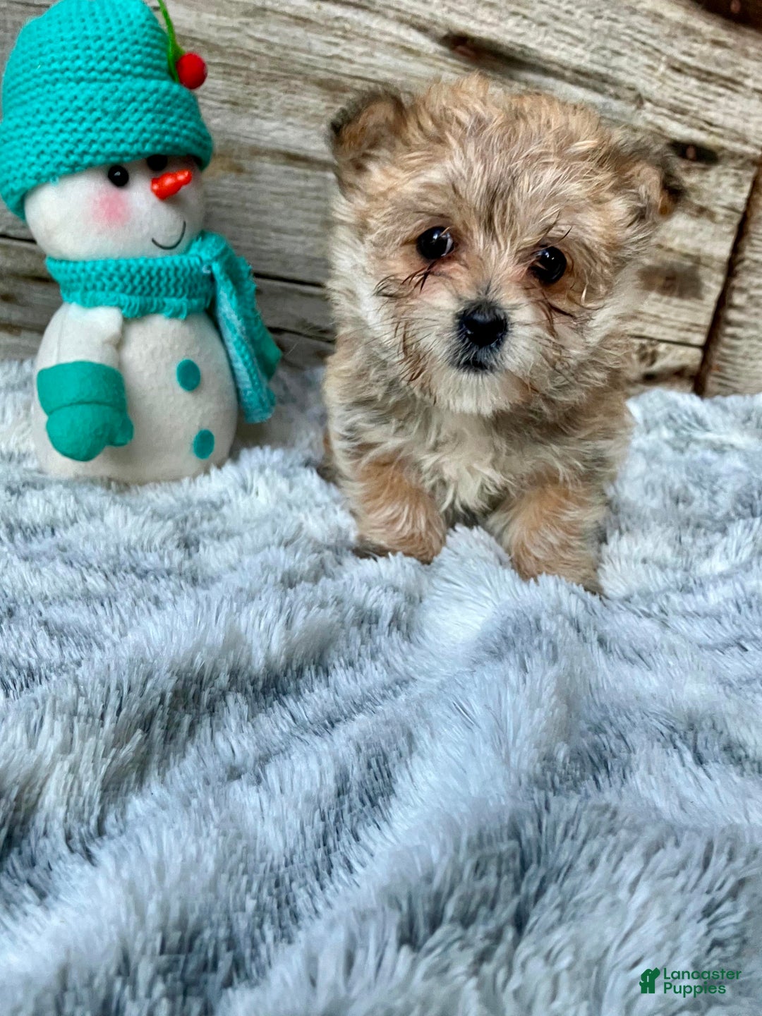 Morkie dogs for sale: Daisy - Ad 3