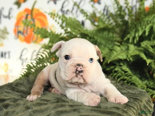 Mixed Breed dogs Muffin - Ad 21