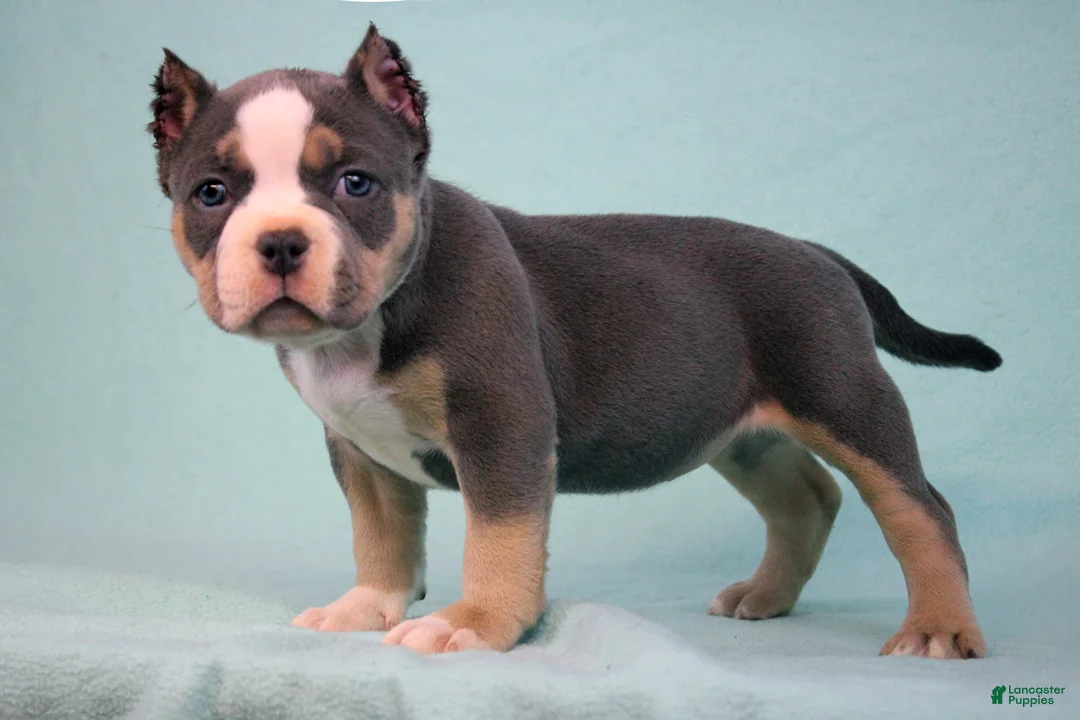 American Bully dogs for sale: Blue Tri Female - Ad 4