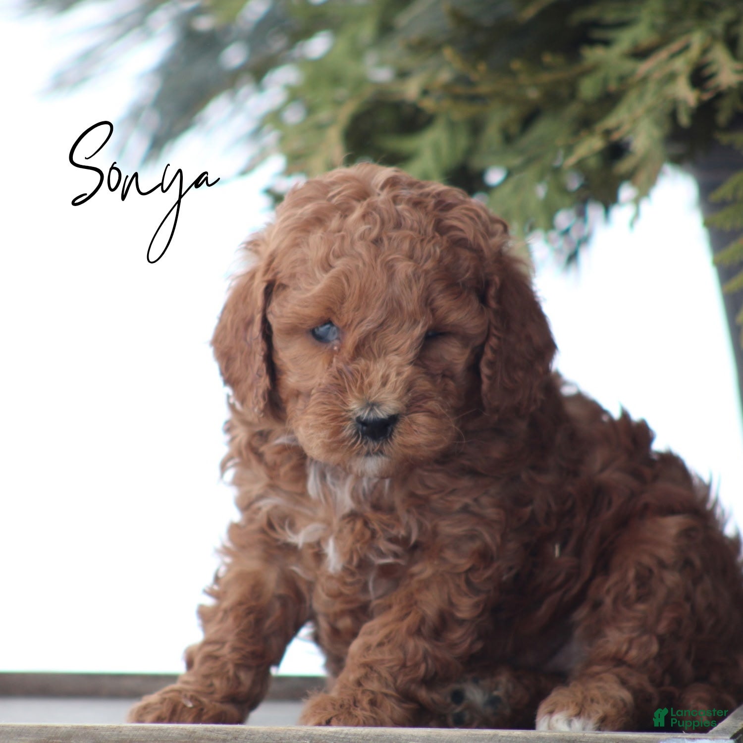 Goldendoodle dogs Sonya - Ad 24