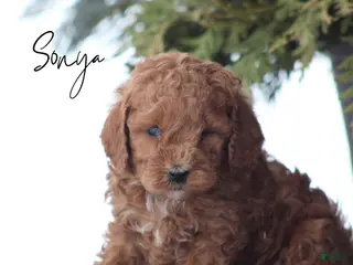 Goldendoodle dogs Sonya - Ad 24