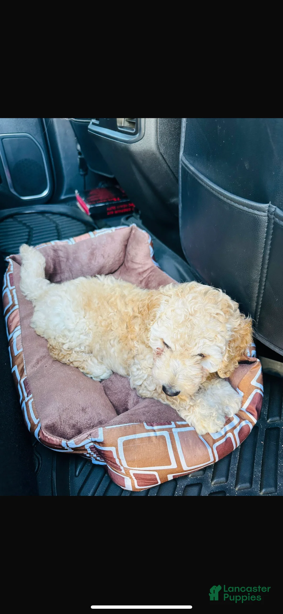 Mini Goldendoodle dogs for sale: Teddy - Ad 3