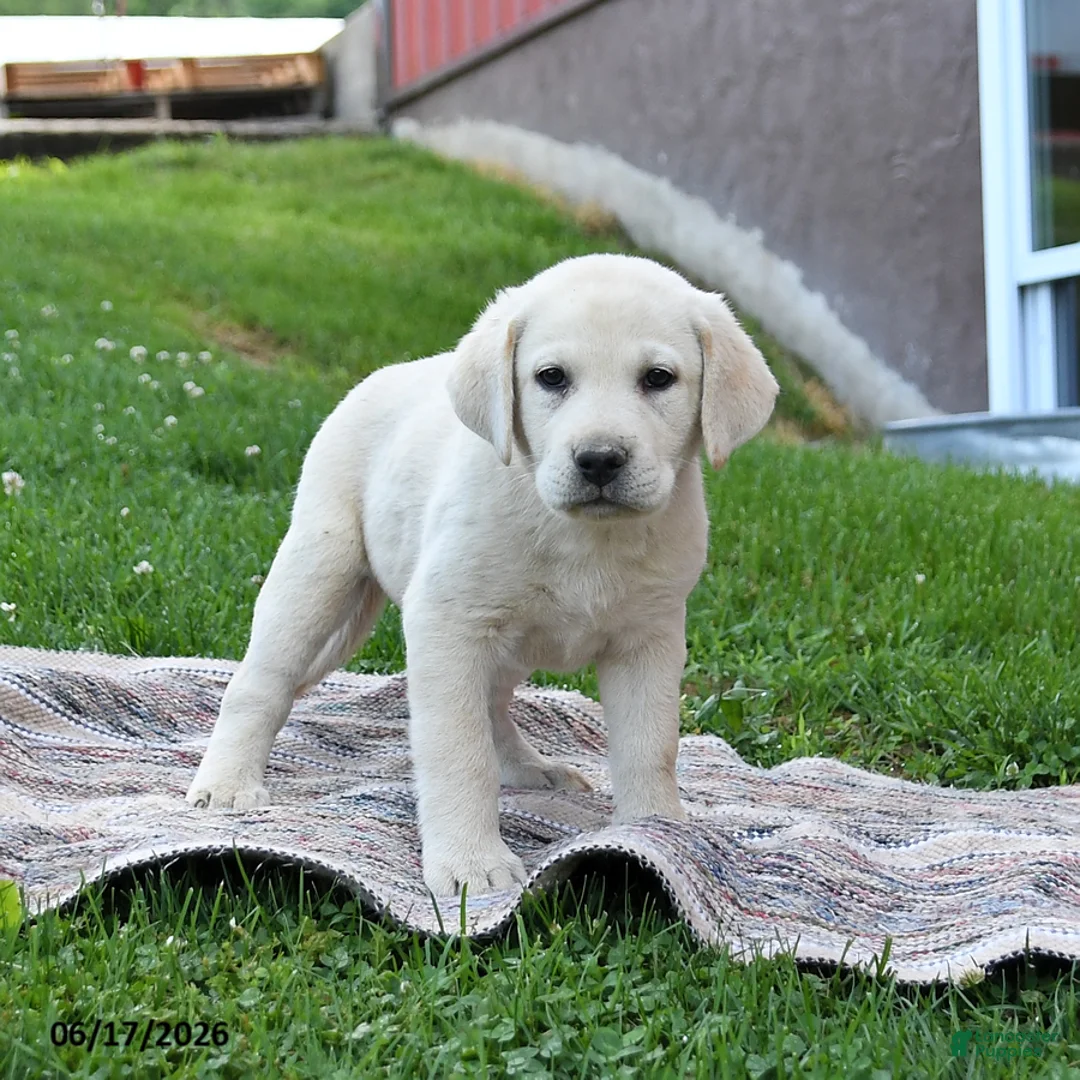 Labrador Retriever dogs for sale: Gabe - Ad 5