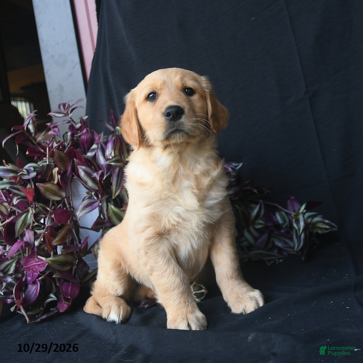 Golden Retriever dogs for sale: Jack Frost  - Ad 2