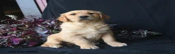Golden Retriever dogs for sale: Jack Frost  - Ad 2
