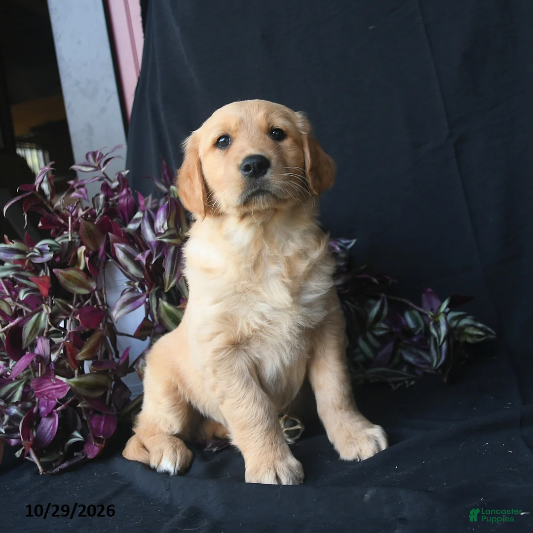 Golden Retriever dogs for sale: Jack Frost  - Ad 2