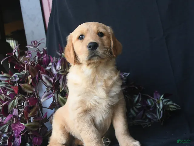Golden Retriever dogs for sale: Jack Frost - Ad 2