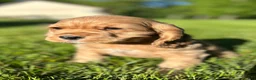 Cocker Spaniel dogs for sale: Genesis - Ad 3