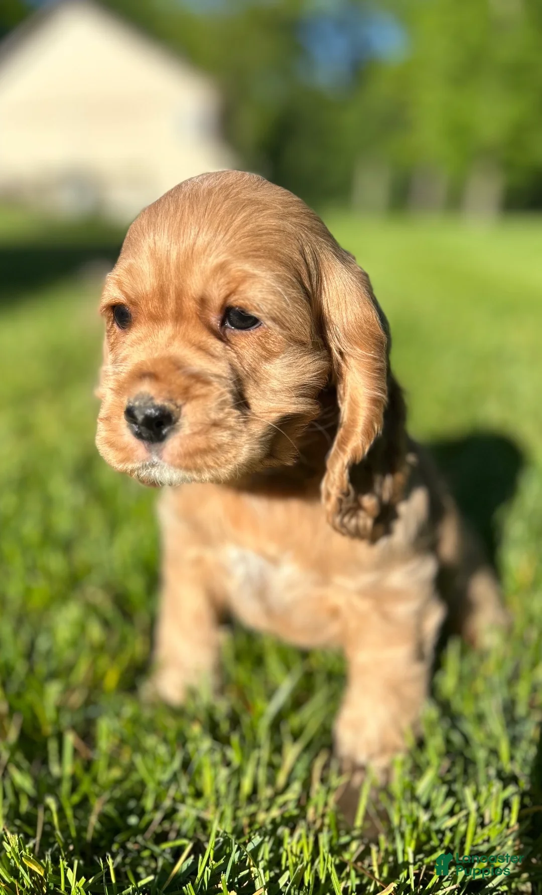 Cocker Spaniel dogs for sale: Genesis - Ad 3