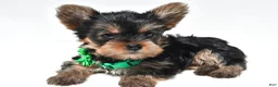 Yorkshire Terrier dogs for sale: Sandy  teacup - Ad 1