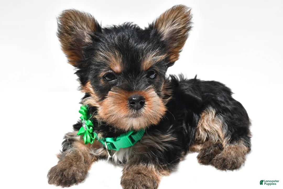 Yorkshire Terrier dogs for sale: Sandy  teacup - Ad 1