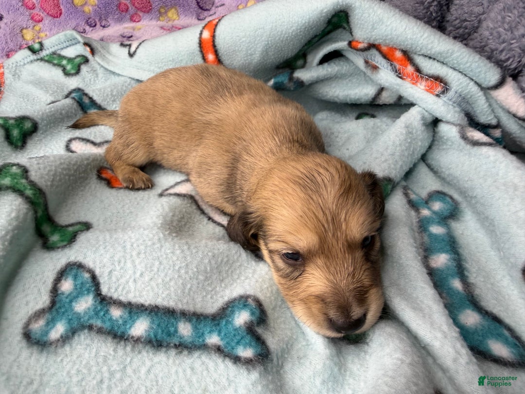 Miniature Dachshund dogs for sale: Cream - Ad 24