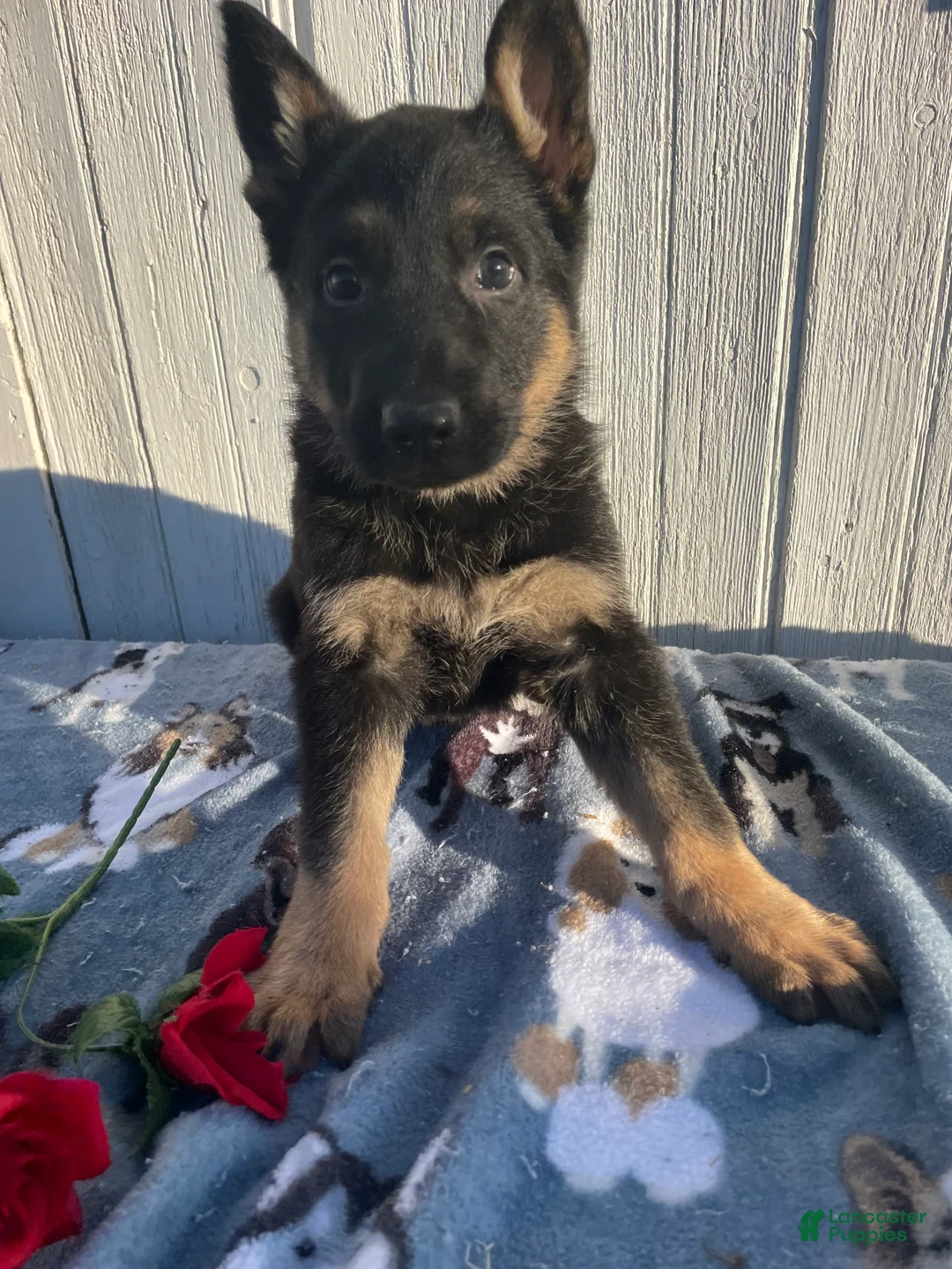 German Shepherd dogs for sale: Chief - Ad 1