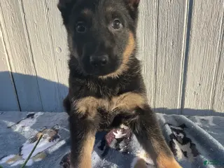 German Shepherd dogs Chief - Ad 9