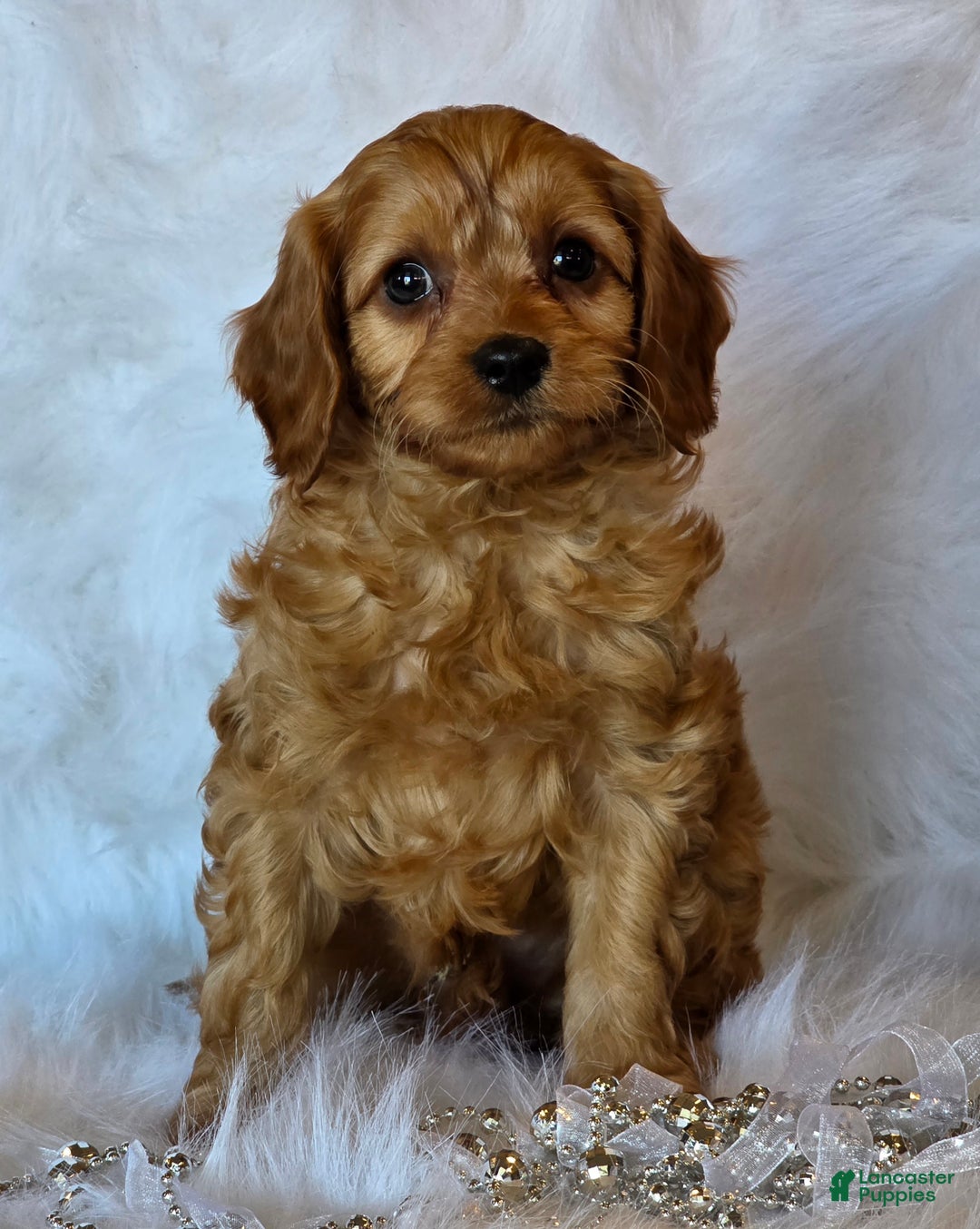 Cavapoo dogs for sale: Harley - Ad 2
