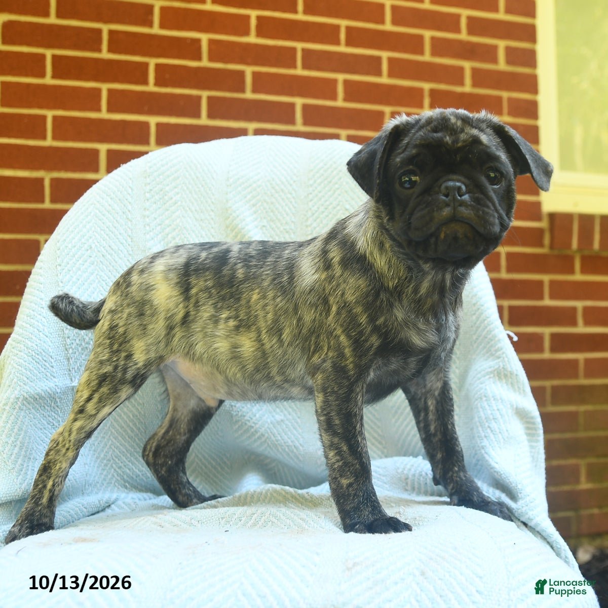 Pug dogs for sale: Pepsi - Ad 2