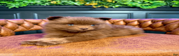 Pomsky dogs for sale: Spring - Ad 2