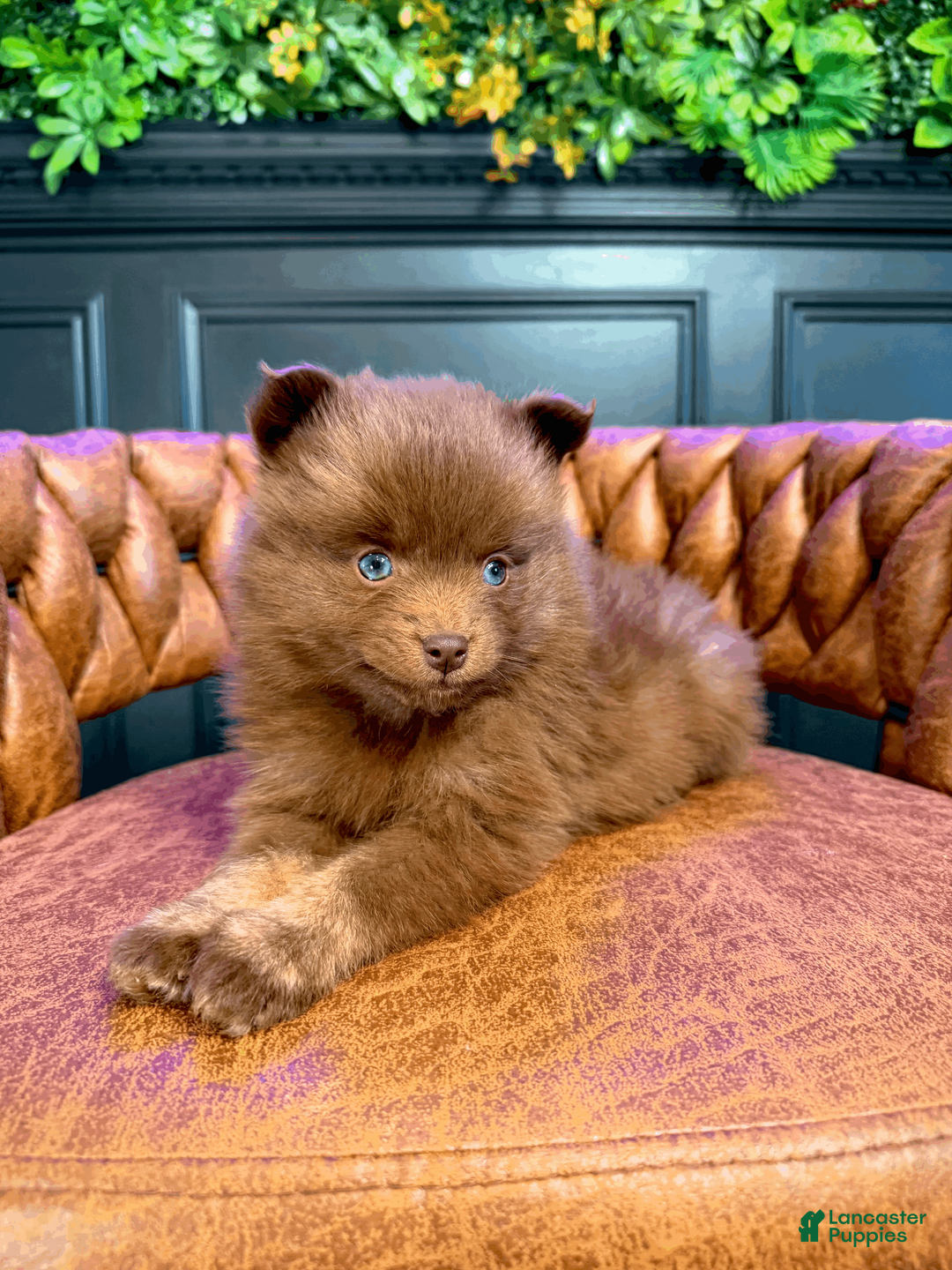 Pomsky dogs for sale: Spring - Ad 2