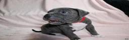 American Bully dogs for sale: Skarlet - Ad 6