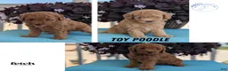 Toy Poodle dogs for sale: Tommy - Ad 14