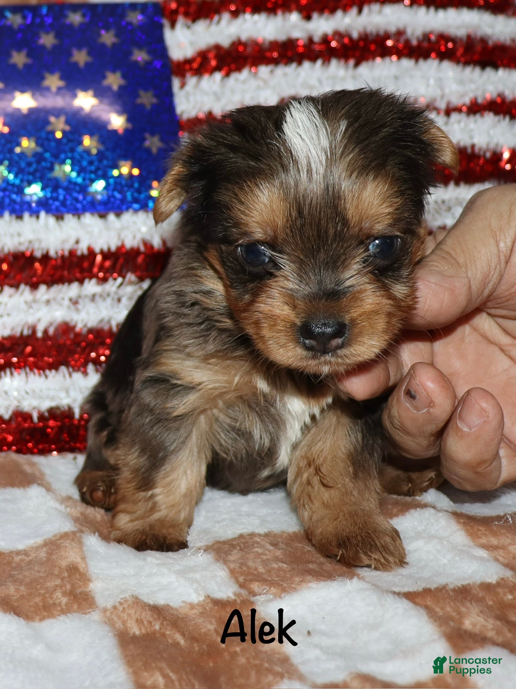 Yorkshire Terrier dogs Alek - Ad 24