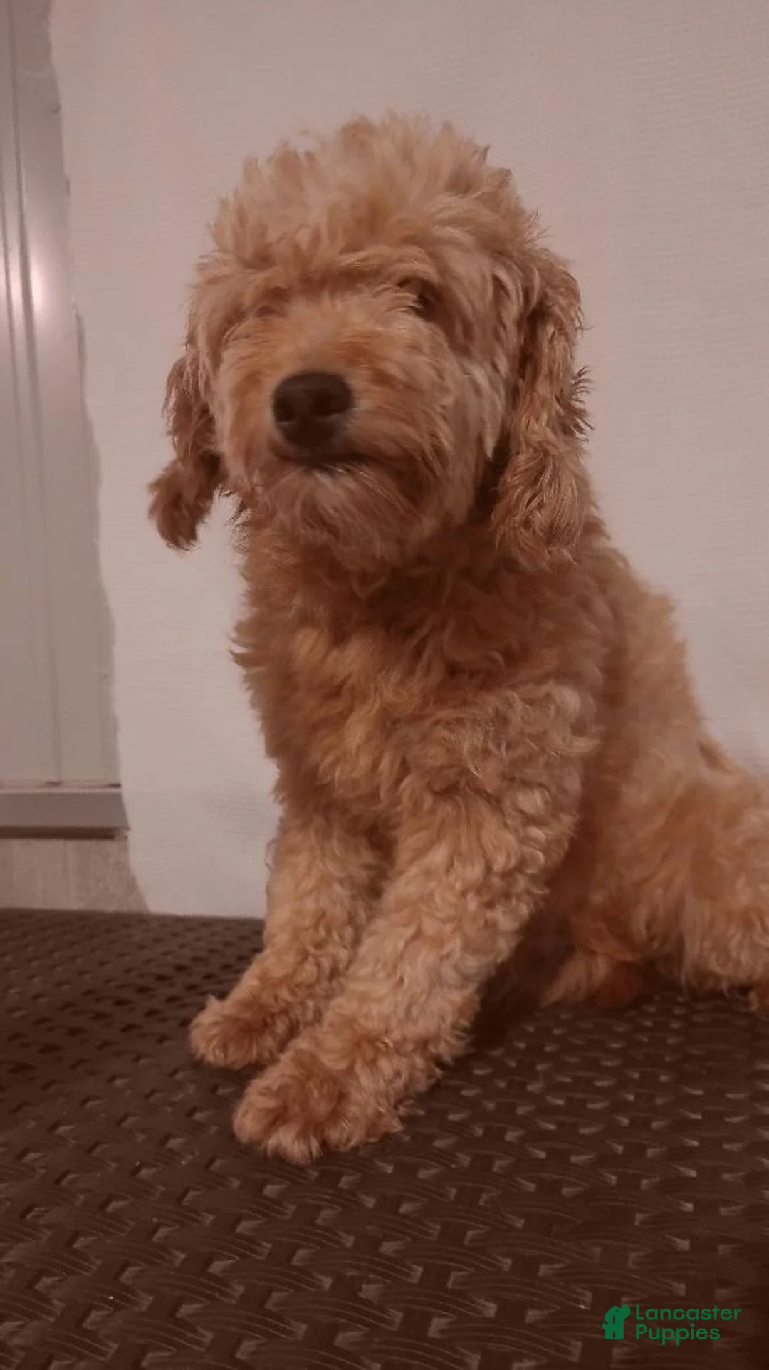 Mini Goldendoodle dogs for sale: Bella - Ad 5