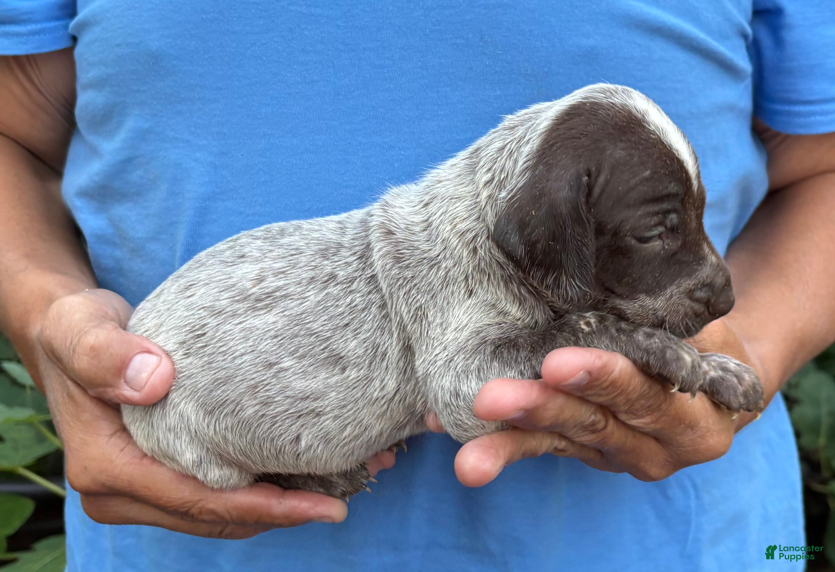 German Shorthaired Pointer dogs German Shorthaired Pointer Female 2 - Ad 2