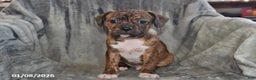Mixed Breed dogs for sale: Rambo - Ad 5