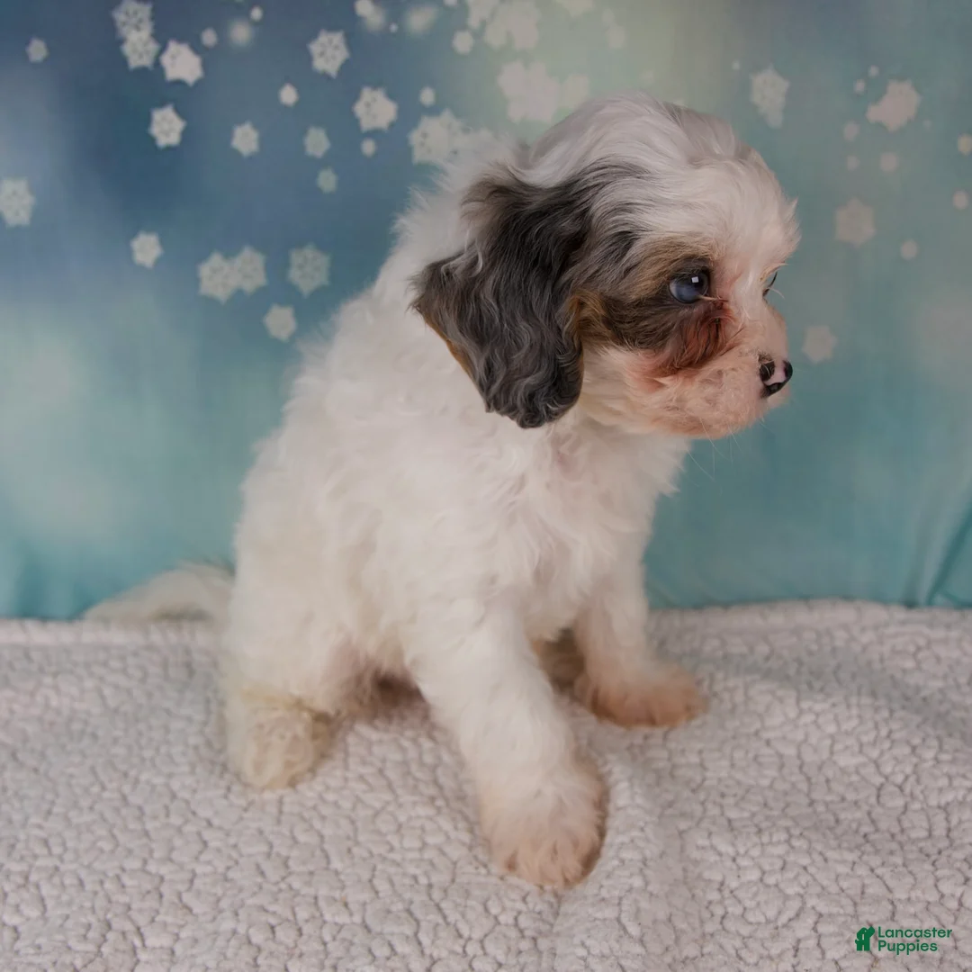 Cavapoo dogs for sale: Max - Ad 3