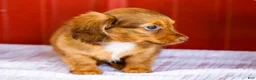 Miniature Dachshund dogs for sale: Bonnie - Ad 4
