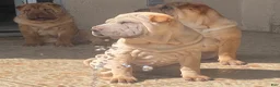 Shar Pei dogs for sale: Goose - Ad 4
