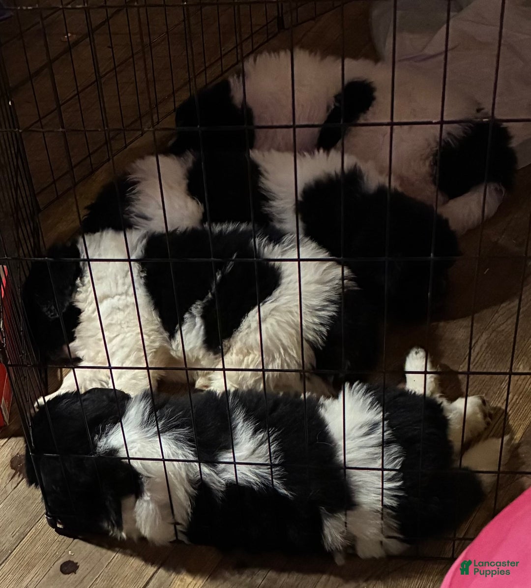 Newfoundland dogs for sale: Newfoundland Puppy 3 - Ad 14