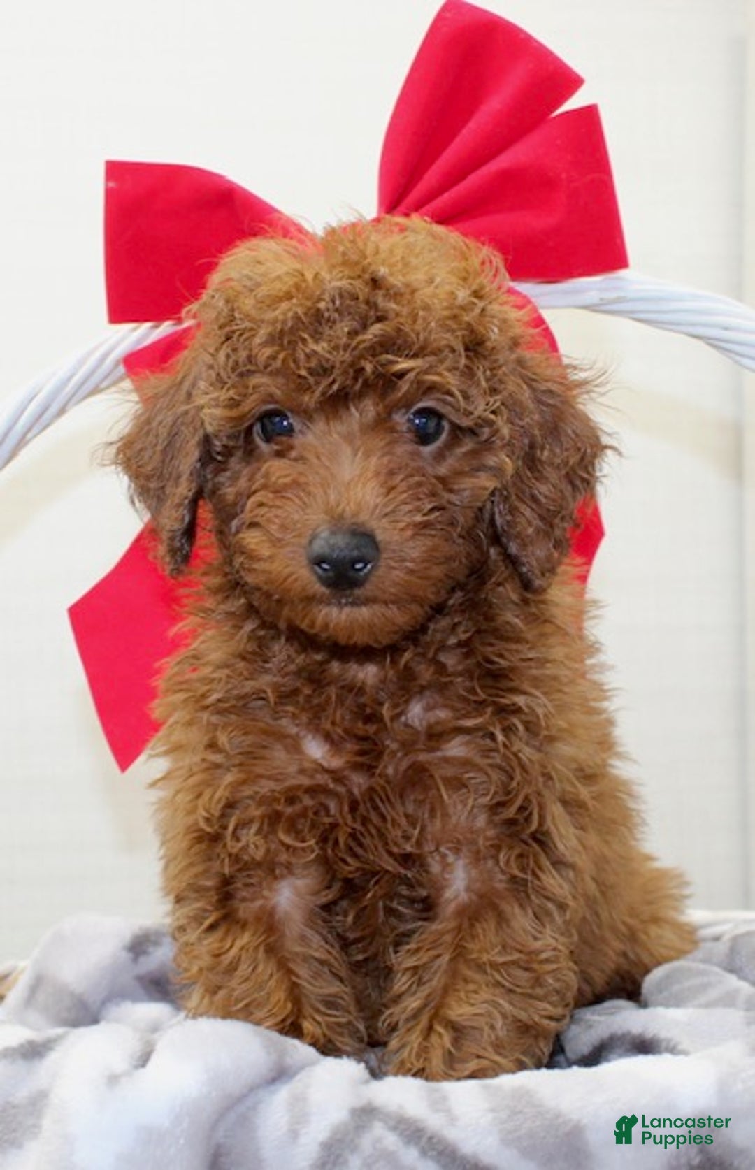 Miniature Poodle dogs for sale: Champ - Ad 2