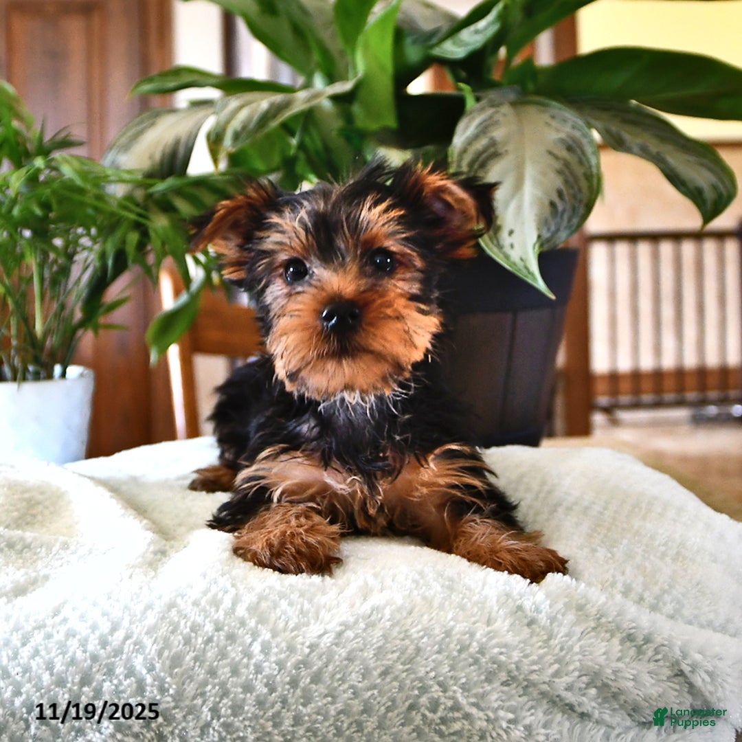 Yorkshire Terrier dogs for sale: Peter - Ad 3