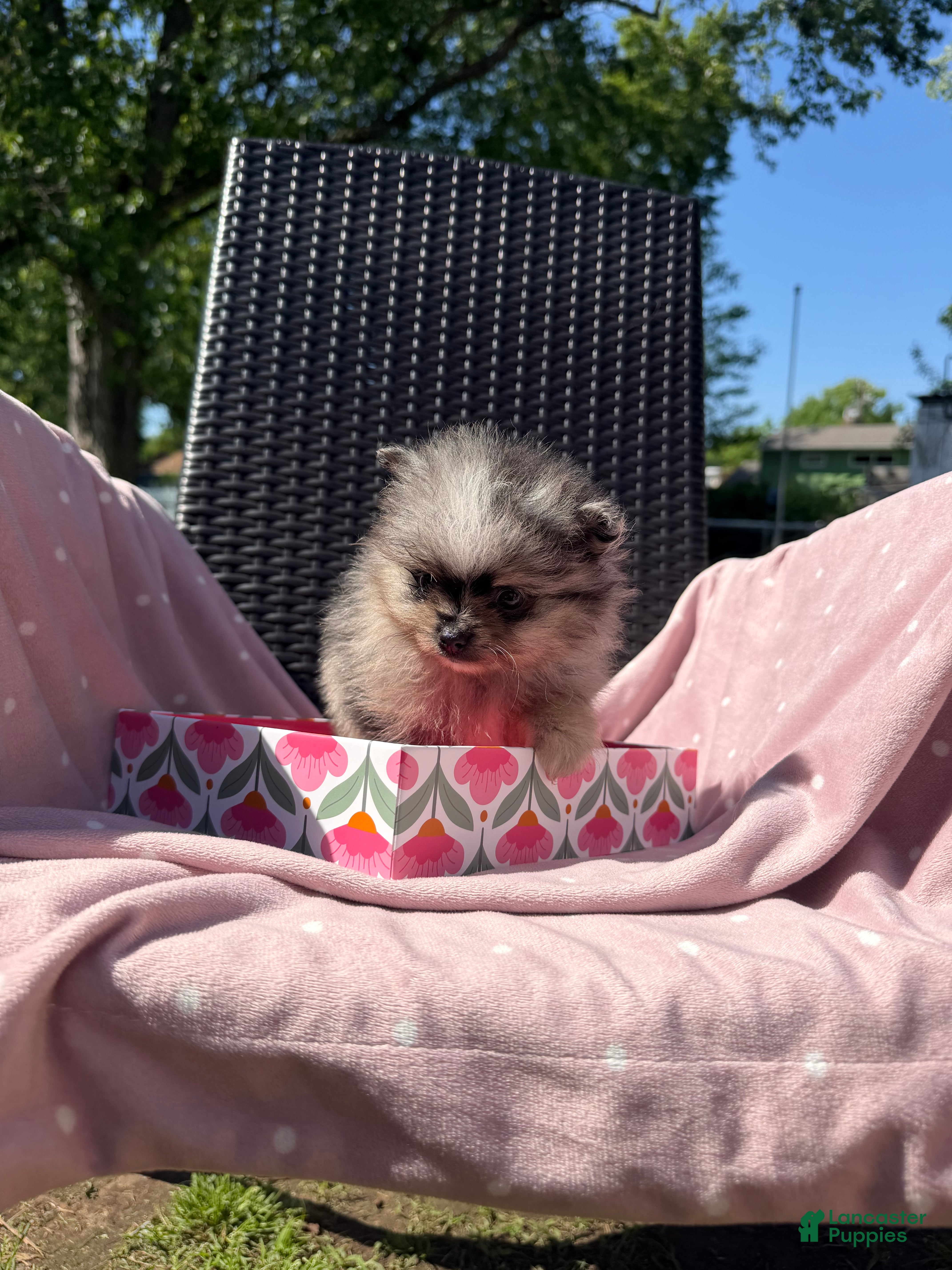 Pomeranian dogs Geppetto - Ad 1