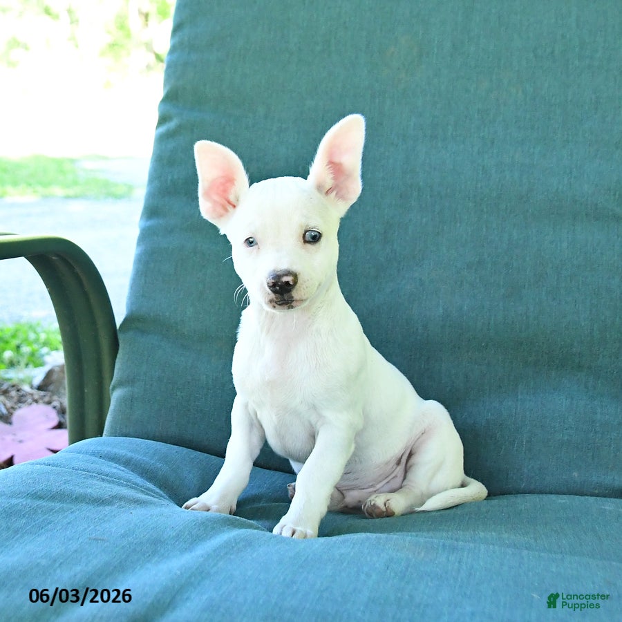 Chihuahua dogs Ronald - Ad 1
