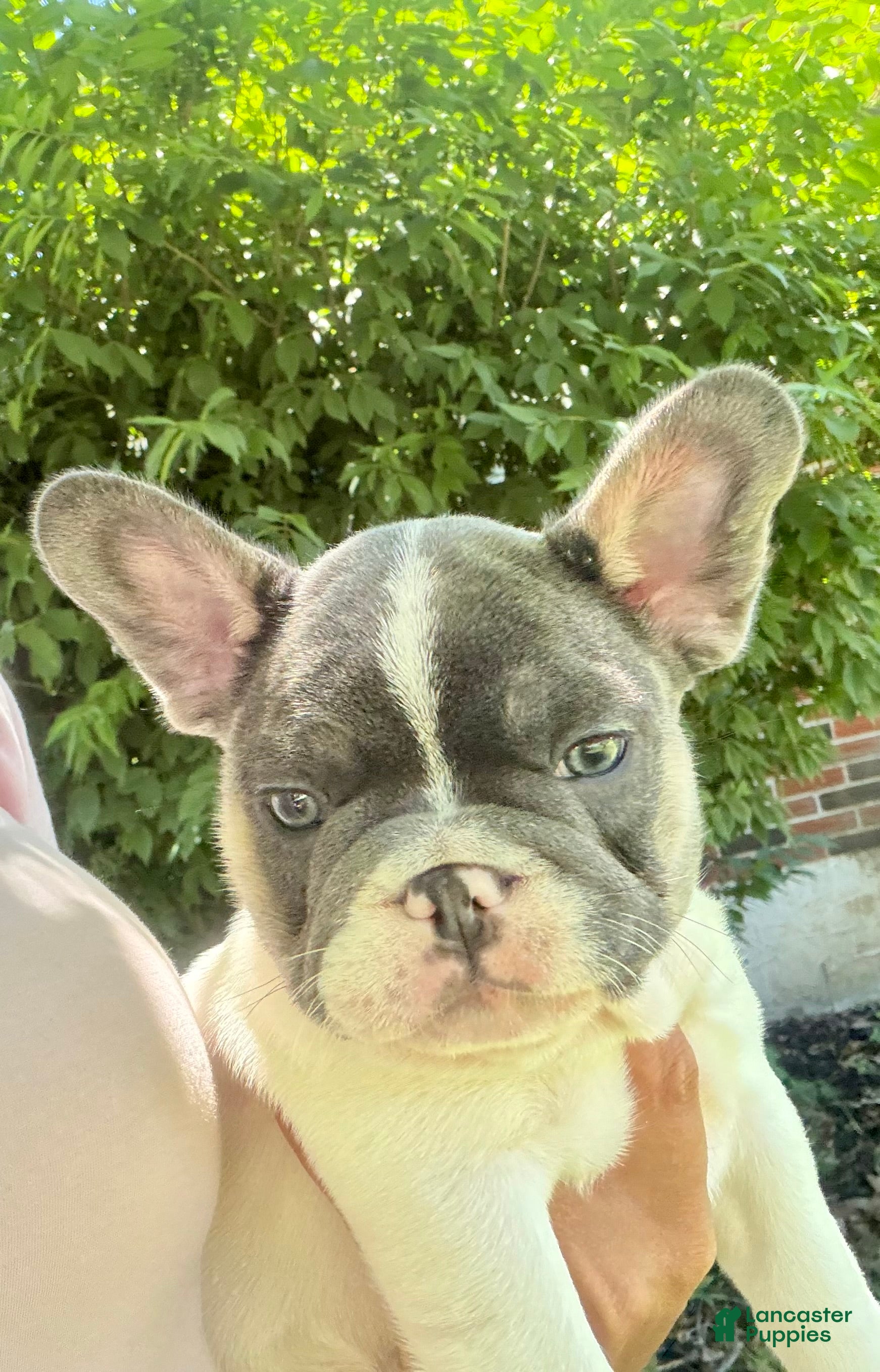 French Bulldog dogs French Bulldog Puppy 2 - Ad 2