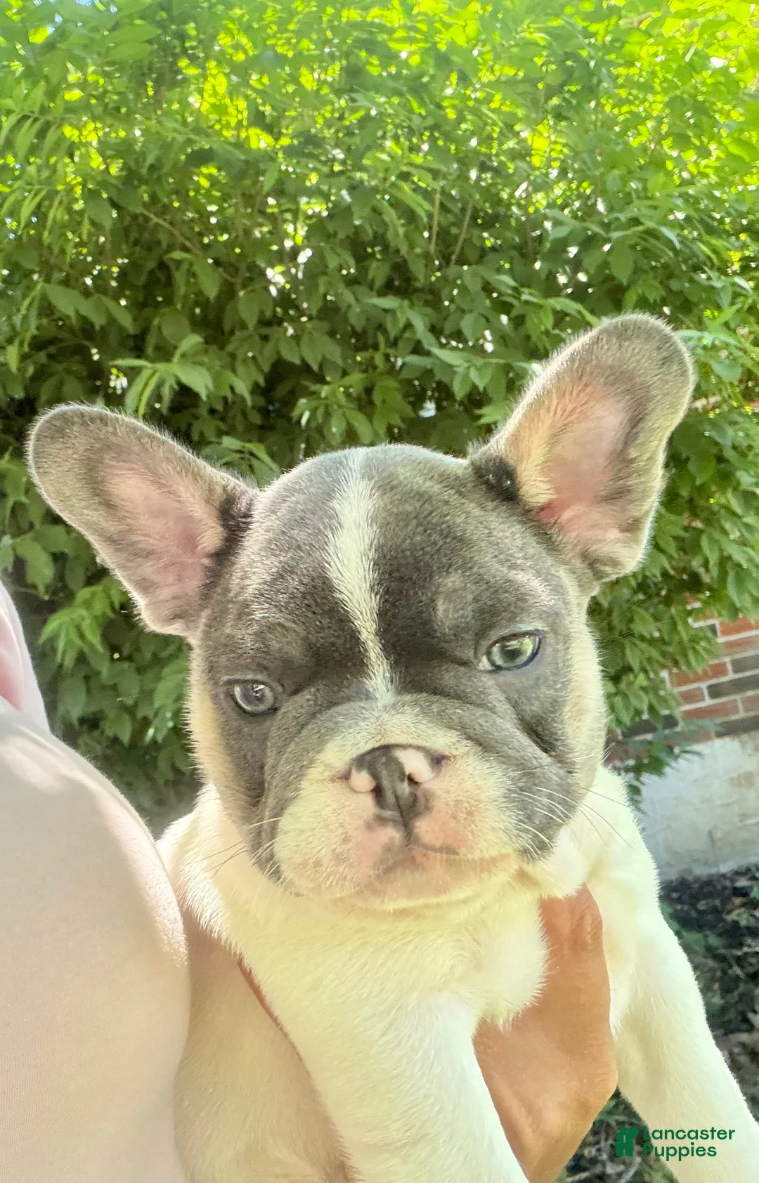 French Bulldog dogs for sale: French Bulldog Puppy 2 - Ad 2