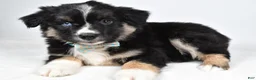 Miniature Australian Shepherd dogs for sale: Fiona - Ad 6