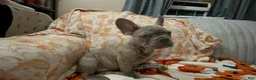 French Bulldog dogs for sale: French Bulldog 2 - Ad 4