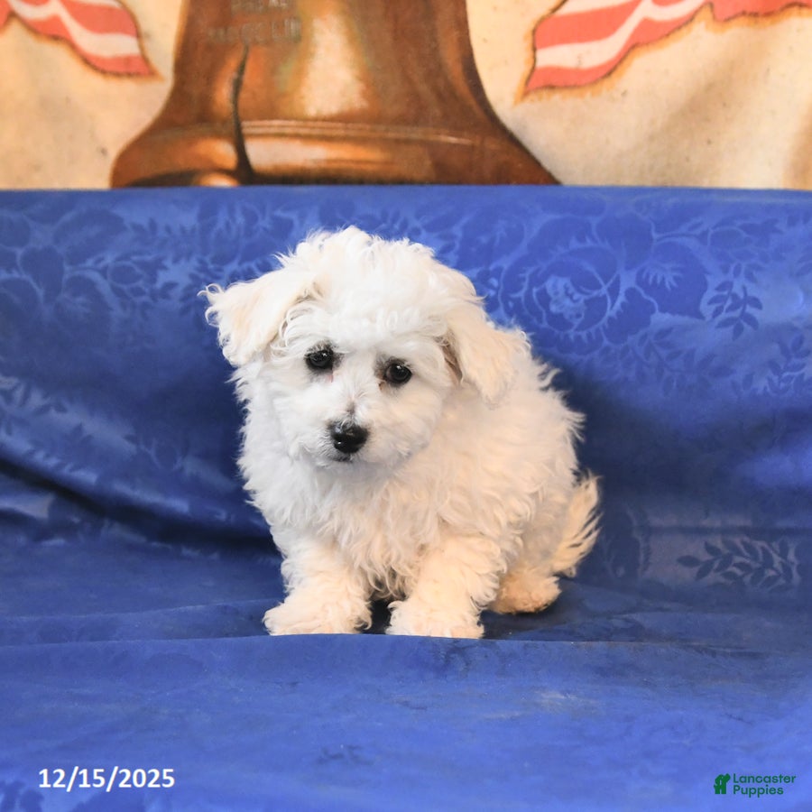 Bichon Frise dogs Bear - Ad 15