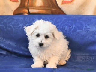 Bichon Frise dogs Bear - Ad 15
