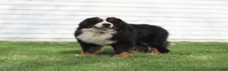 Bernese Mountain Dog dogs for stud: Xander Van't Stokerybos  - Ad 5