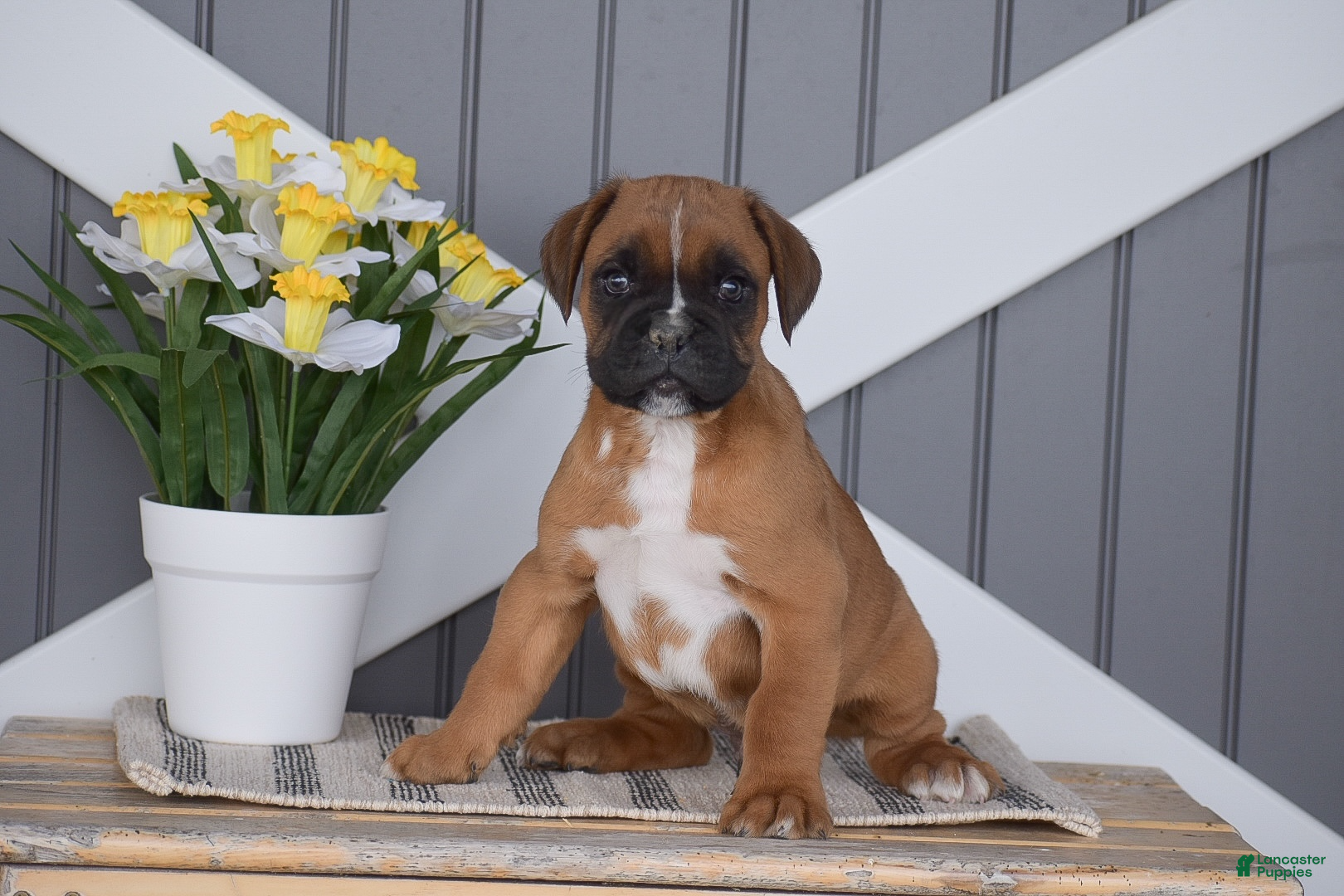 Boxer dogs Griffin - Ad 2